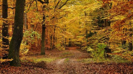 Herfstwandeling vol verhalen in het Zoniënwoud - Groenendaal